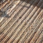 Zeit zum Schneiden der Bäume