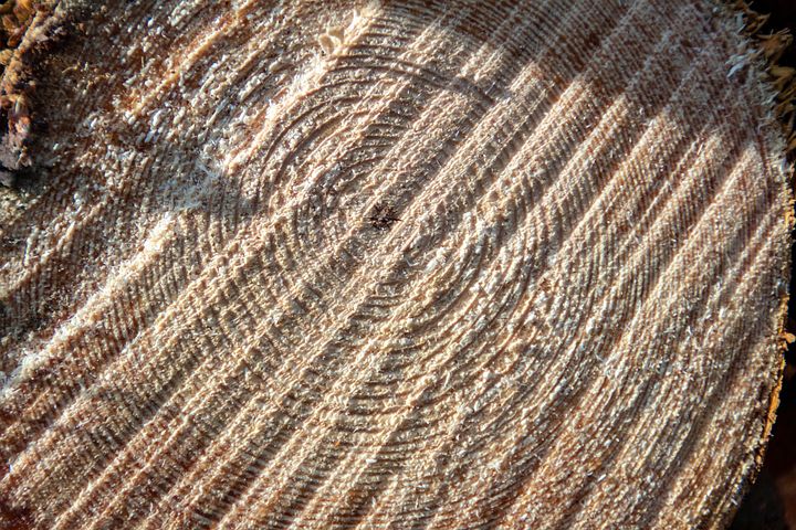 Zeit zum Schneiden der Bäume